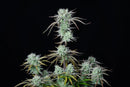 Fast Buds - Strawberry Banana Auto