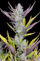 Seed Stockers - Wedding Glue Auto