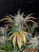 Seed Stockers - Cookies And Cream Auto