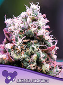 Anesia - Amnesia Flash Auto
