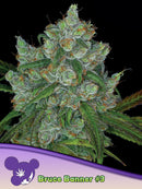 Anesia - Bruce Banner