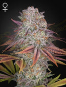 Green House Seeds - PULP FRICTION