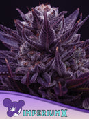 Anesia - Imperium X Auto - 3 Seeds