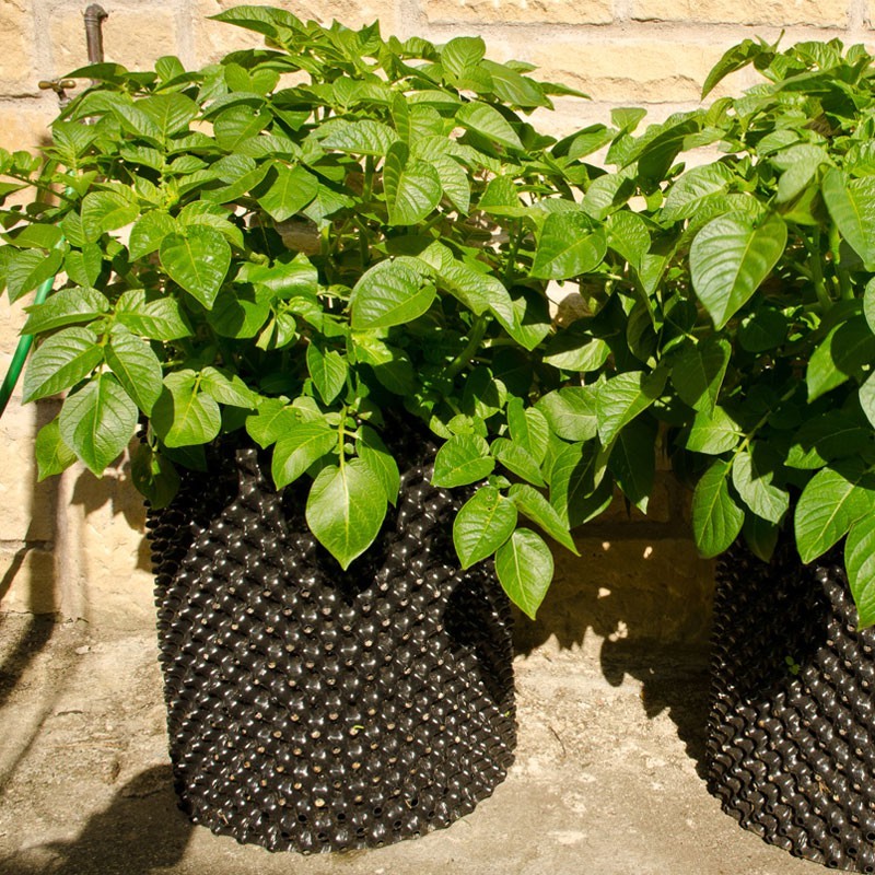 50l pot plant AIR POT POTATO TOWER 50L