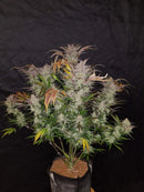 Seed Stockers - Cookies And Cream Auto