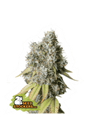 Seed Stockers - Bruce Banner Auto