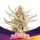 BSF - Rainbows
