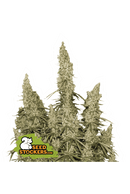 Seed Stockers - White Widow Auto