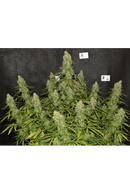 Seed Stockers - White Widow Auto