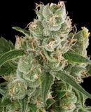 Humboldt Seed Company - California Haze (3 Seeds)