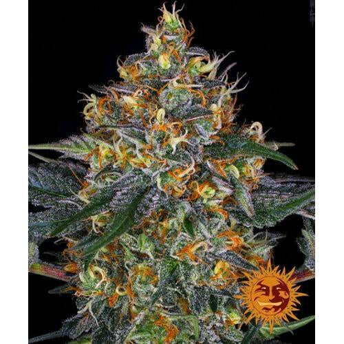 BARNEY'S FARM - MOBY DICK AUTO - 3 SEEDS