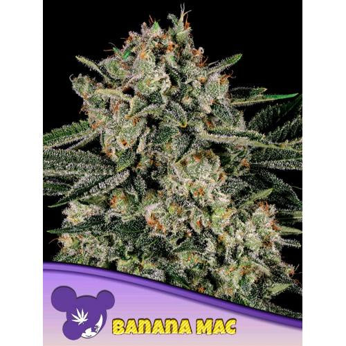 ANESIA SEEDS - BANANA MAC FEM - 3 SEEDS