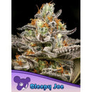 ANESIA SEEDS - SLEEPY JOE FEM - 3 SEEDS