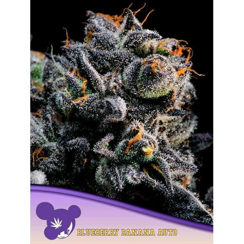 ANESIA SEEDS - AUTO BLUEBERRY BANANA - 3 SEEDS