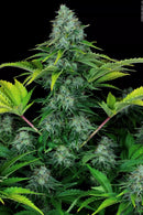 Paradise Seeds - Ice Cream