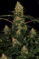 Paradise Seeds - Californian Gold