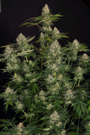 Paradise Seeds - Opium