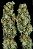 Paradise Seeds - Ice Cream