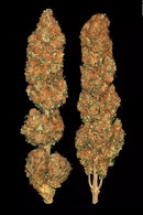 Paradise Seeds - Californian Gold