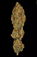 Paradise Seeds - L.A. Amnesia