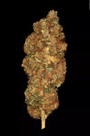 Paradise Seeds - Space Cookies