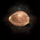 Paradise Seeds - Auto Kong 4