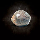 Paradise Seeds - Auto Whiteberry