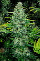 Paradise Seeds - Ice Cream