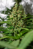 Paradise Seeds - Californian Gold