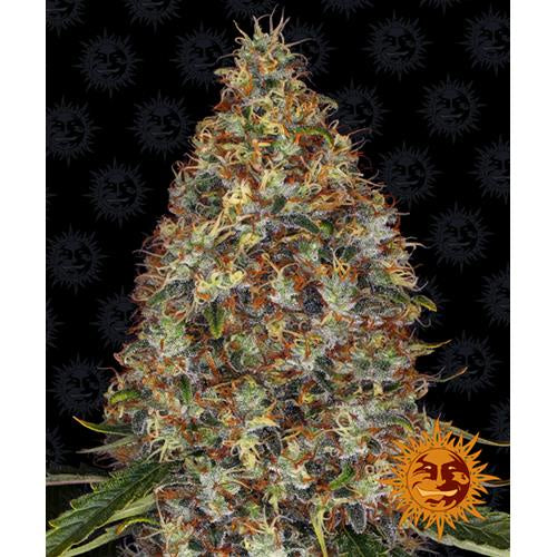 BARNEY'S FARM - STRAWBERRY LEMONADE FEMINIZED - 3 SEEDS