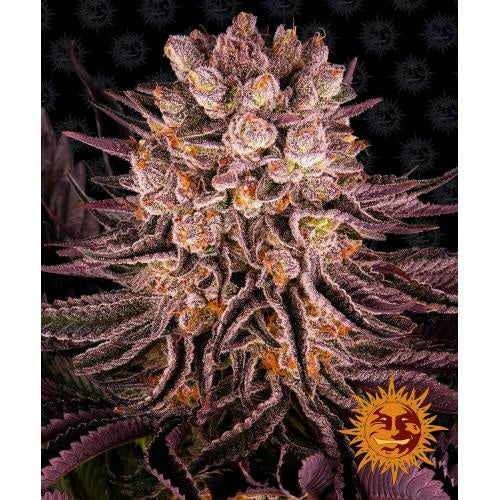 BARNEY'S FARM - MIMOSA X ORANGE PUNCH - 3 SEEDS