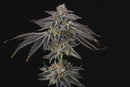 Umami Seed Co- Purple Ink 3 Fem Seeds