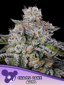 ANESIA SEEDS - CHAOS CAKE AUTO - 3 SEEDS