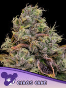 ANESIA SEEDS - CHAOS CAKE FEM - 3 SEEDS