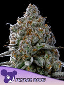 ANESIA SEEDS - FRYDAY BOOF FEM - 3 SEEDS