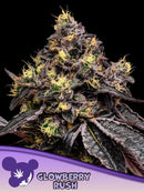 ANESIA SEEDS - GLOWBERRY RUSH FEM - 3 SEEDS