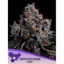 ANESIA SEEDS - GRAPE POP ROCKS AUTO - 3 SEEDS