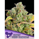 ANESIA SEEDS - HONEY FRIED BANANAS FEM - 3 SEEDS