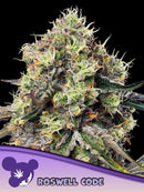 ANESIA SEEDS - ROSWELL CODE FEM - 3 SEEDS