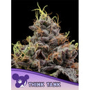 ANESIA SEEDS - THINK TANK FEM - 3 SEEDS