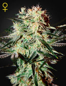 Green House Seeds - ARJAN'S STRAWBERRY HAZE (FEMINISED)