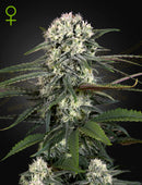 Green House Seeds - AUTO-BOMB (FEMINISED)