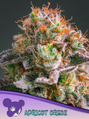 Anesia - Apricot Oreoz