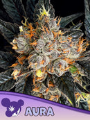 ANESIA SEEDS - AURA FEM - 3 SEEDS