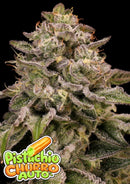 Anesia Seeds - Auto Pistachio Churro - 3 Seeds