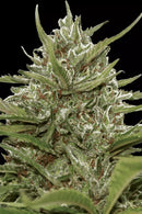Paradise Seeds - Auto Whiteberry