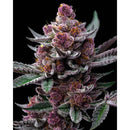 BARNEY'S FARM - CHERRY POPPERS - 3 SEEDS