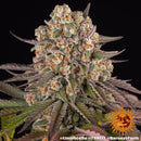 BARNEY'S FARM - LIMONCELLO - 1 SEED