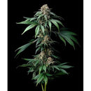 BARNEY'S FARM - MENDO BREATH - 3 SEEDS