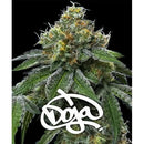 BARNEY'S FARM - RS11 X BANANA OG - DOJA EXCLUSIVE - 3 SEEDS